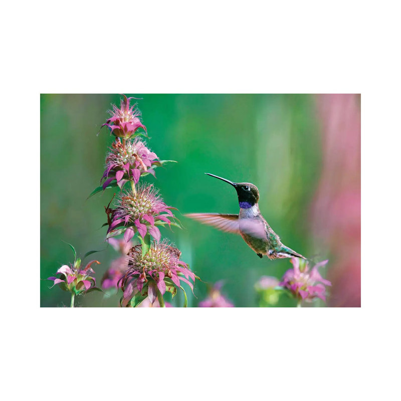 Black-chinned Hummingbird At Bee Balm, Texas, USA. by Tim Fitzharris - Gallery-Wrapped Canvas Giclée on Canvas, Canvas