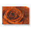 Orange Rose - Wrapped Canvas-56638391