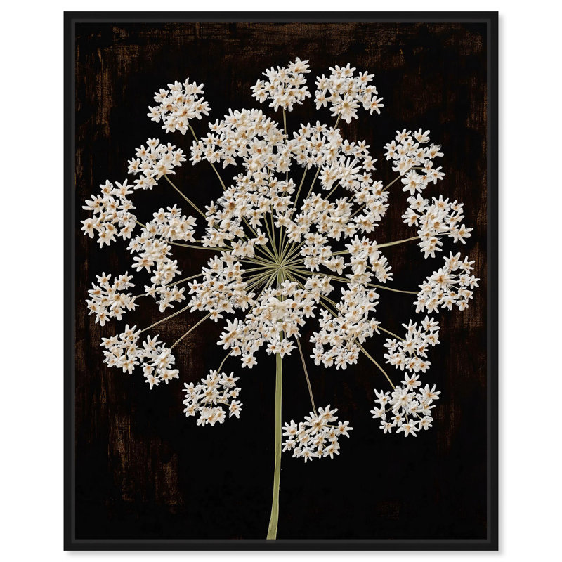 Toile «Umbel of Light I» par Elegant Florals, H 21 po x l 17 po, Structure noire