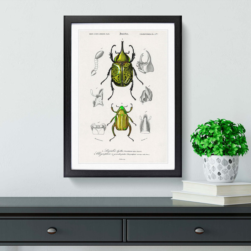 Beetle Illustrations PL.5 by Charles D'Orbigny - Single Picture Frame Print, 45cm H x 33cm W x 2cm D, Black Framed