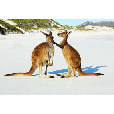 «Kangaroo on White Sand» par J_Knaupe - Photographie sur toile tendue