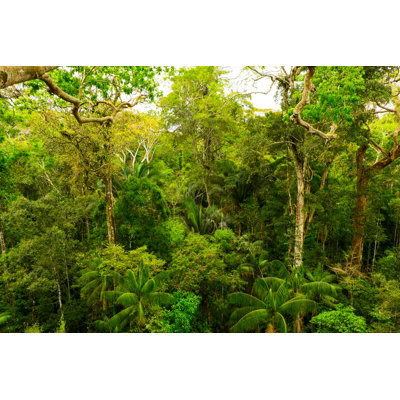 Tropical Pristine Rainforest by Zodebala