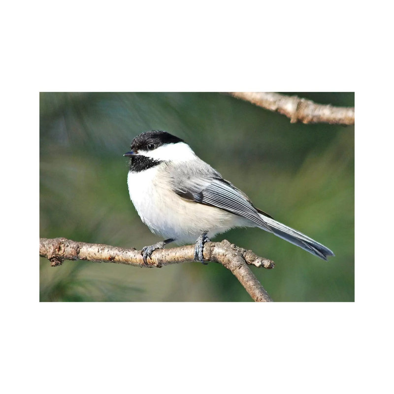 Chickadee par Brian Wolf - photographie sur toile tendue, H 8 po x l 12 po x P 0,75 po