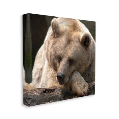 Au-826-Canvas " Brown Bear Forest Wildlife " by Danita Delimont