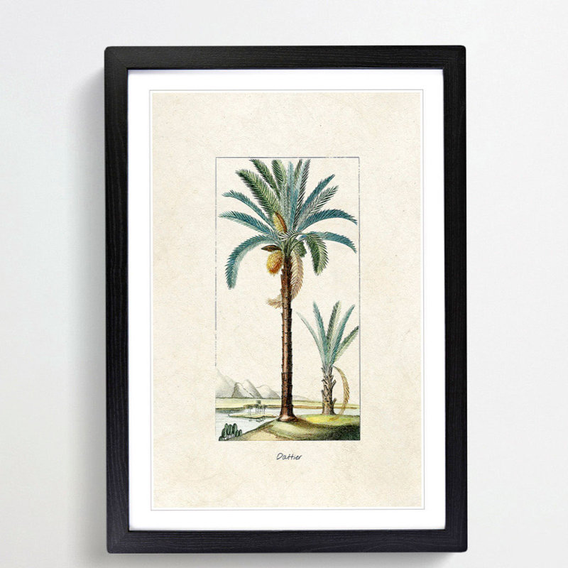Illustration of a Date Palm Tree - Picture Frame Graphic Art Print on MDF, 36cm H x 27cm W x 2cm D, Black Framed