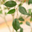 Anasta faux ficus avec pot de fleurs ovale blanc-632575328