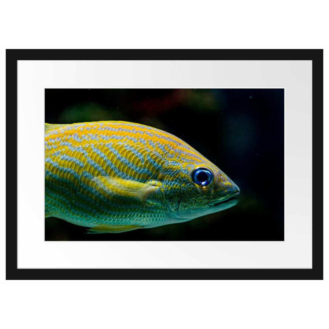 Gestreifter Fisch Gerahmter Fotokunstdruck Poster