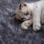 Zermatt 106cm H Cat Tree-60511606