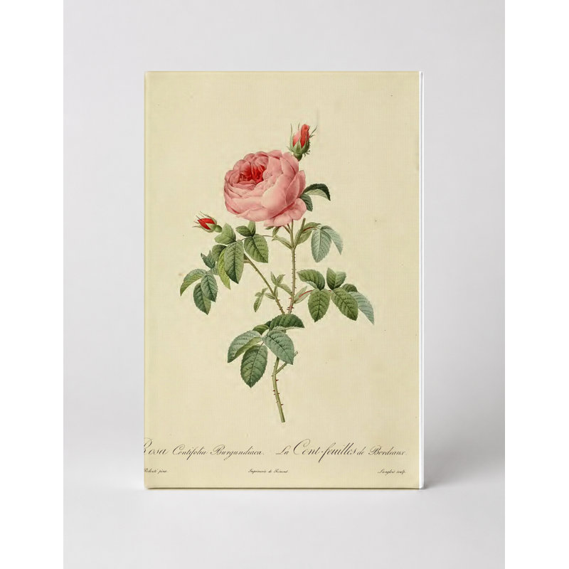Art mural sur toile Rosa Centifolia Burgundiaca / La Cent-feuilles de Bordeaux, 20" W x 16" H