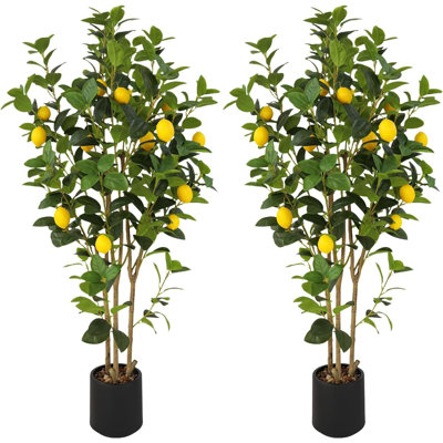 120cm Plant