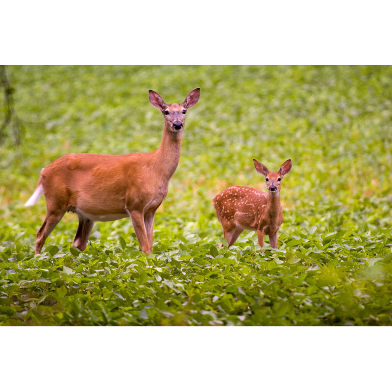 Whitetail Deer by MidwestWilderness - No Frame Print on Canvas, 30cm H x 46cm W