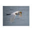 Art sur toile Robert Michaud «Egret 2»-1537439388