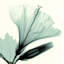 Hibiscus bourgeon IMA-M836-422346403