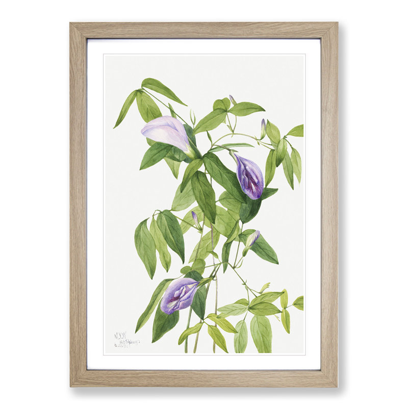 Butterfly Pea by Mary Vaux Walcott - Picture Frame Painting, Oak Framed, 48cm H x 36cm W x 2cm D