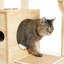 Meuble chat moderne de luxe pour chat