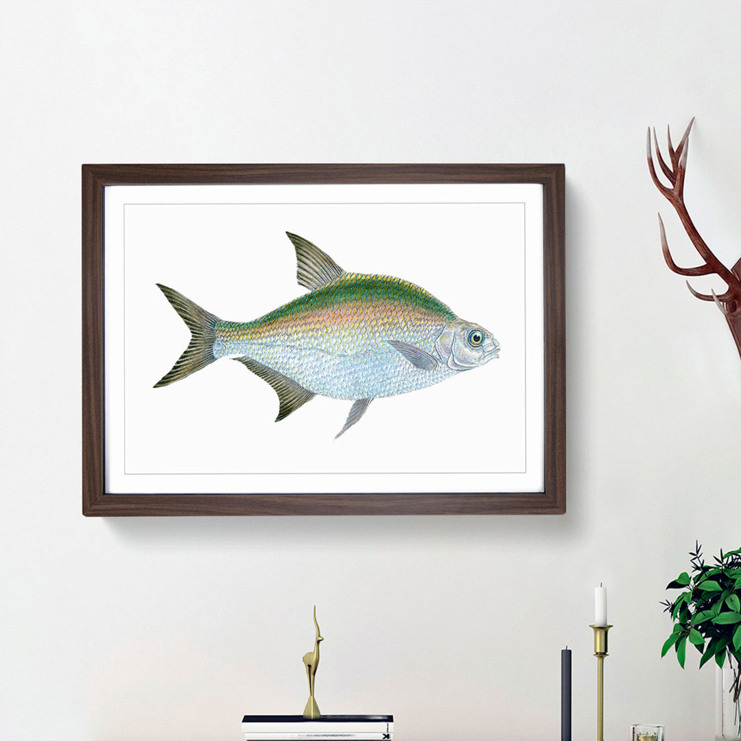 Bream Fish by Edward Donovan - Framed Print