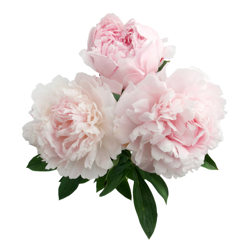 Farsiris Pink Peony Flower - Wrapped Canvas Print, 76cm H x 76cm W x 3.8cm D