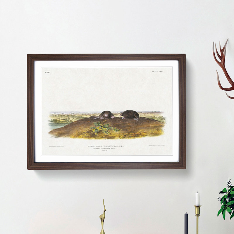 Star-Nose Moles by J.W. Audubon - Framed Print, 27cm H x 36cm W x 2cm D, Walnut Framed