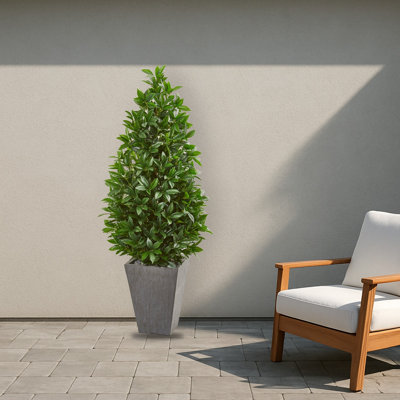 Bay Leaf Cone Topiary in Planter UV
