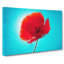 Poppy In Abstract - Wrapped Canvas-55323223