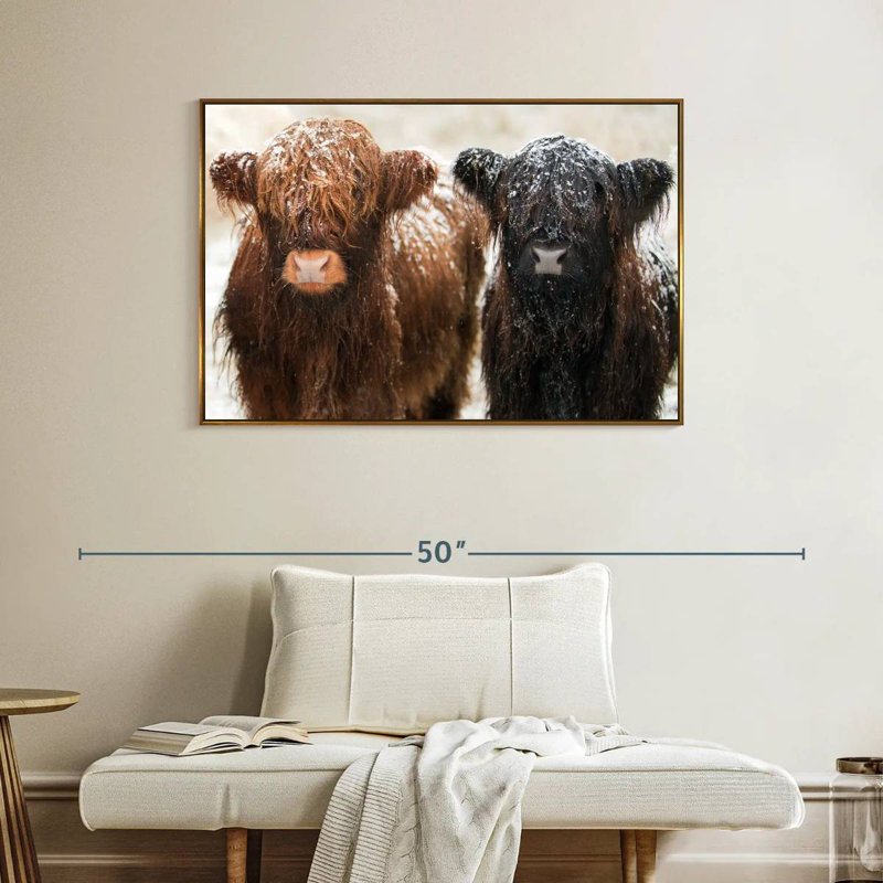 Poilu Highland Cows, Cadre flottant doré, 40 po x 27 po