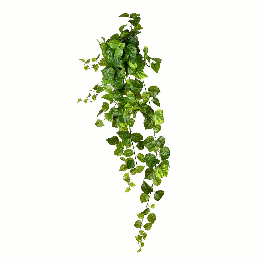 Latitude Run® Pothos Arrangement & Reviews | Wayfair