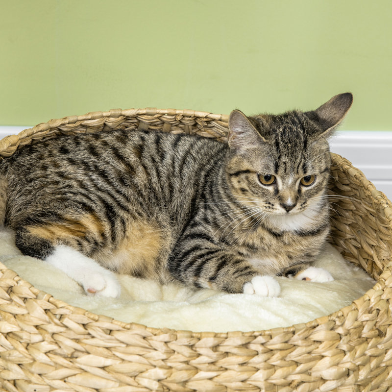 182.88cm H Cat Tree