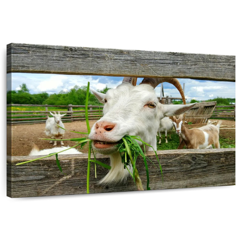 Euphoric Goat, 30" H x 45" W