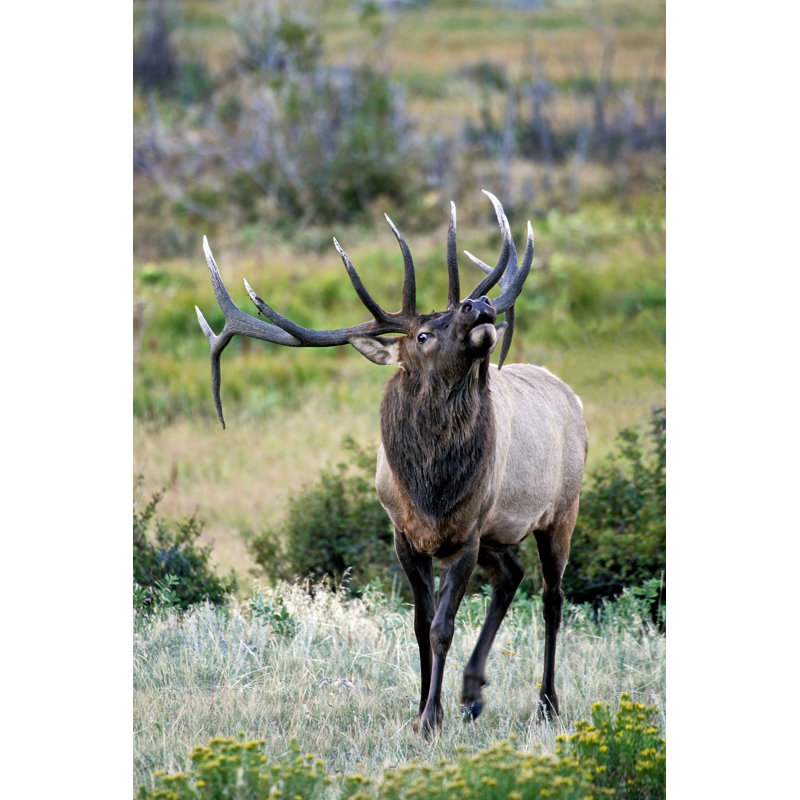 Bull Elk With Antlers by KeithSzafranski - No Frame Print on Canvas, 91cm H x 61cm W