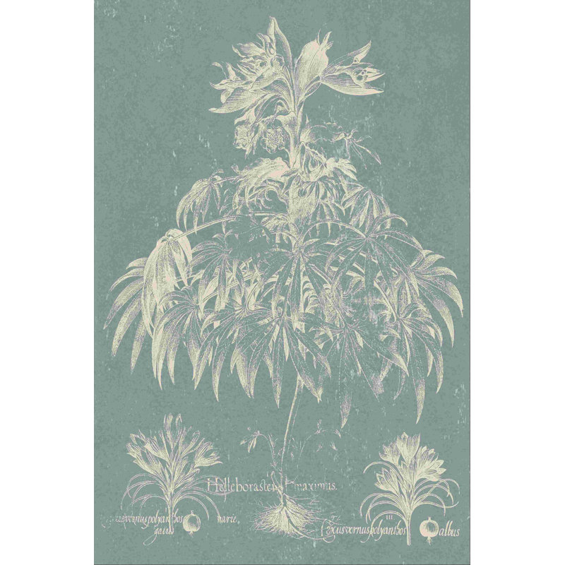 Délicat Besler Botanical I, L 8 po x H 12 po