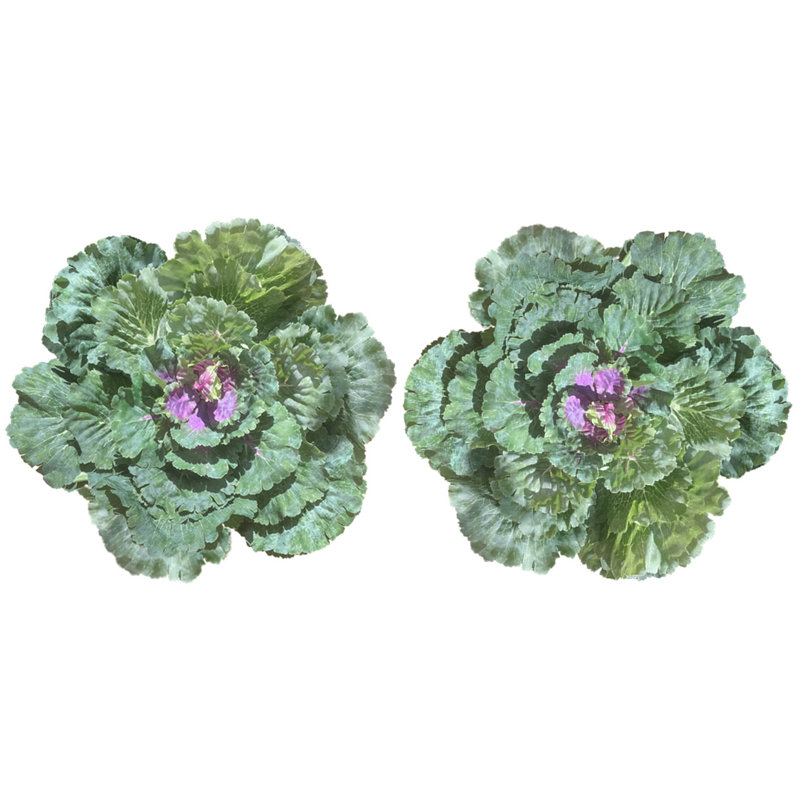 Plante à feuillage de chou artificiel, 2