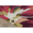 Asiha Floral Indoor Rug-19765893