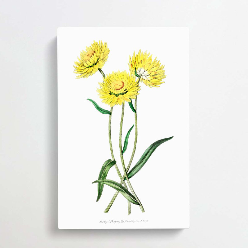 Yellow Starflowers - Wrapped Canvas Print, 50cm H x 35cm W x 3cm D