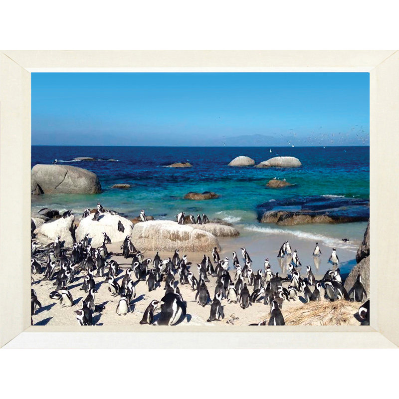Pingouin paradis - photographie, H 20,5 po x l 26,5 po x P 1,25 po, Papier encadré blanc, Pas de tapis