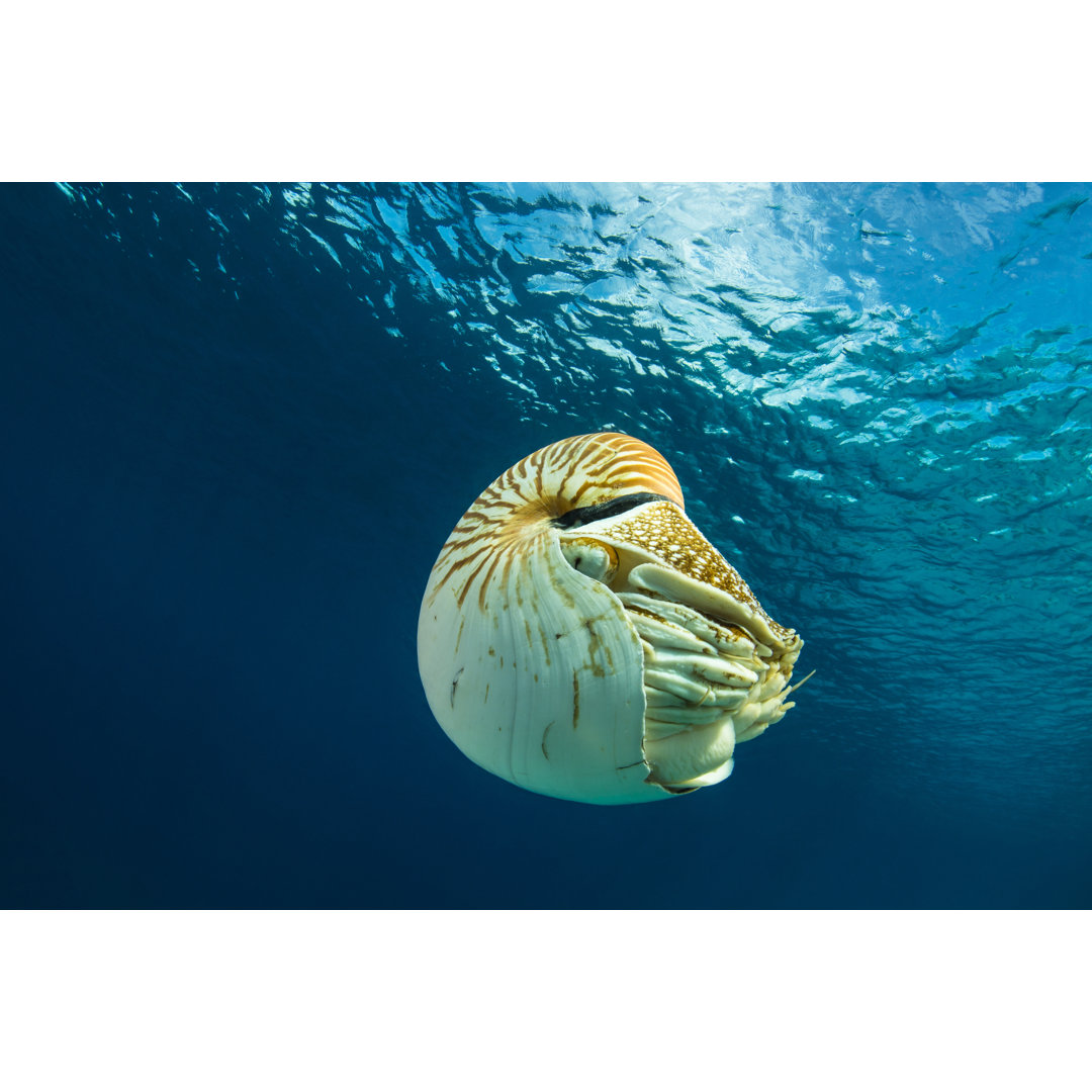 Nautilus palau