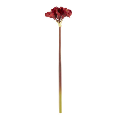 Rimma Amaryllis Stems