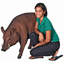 Statue de jardin Razorback
