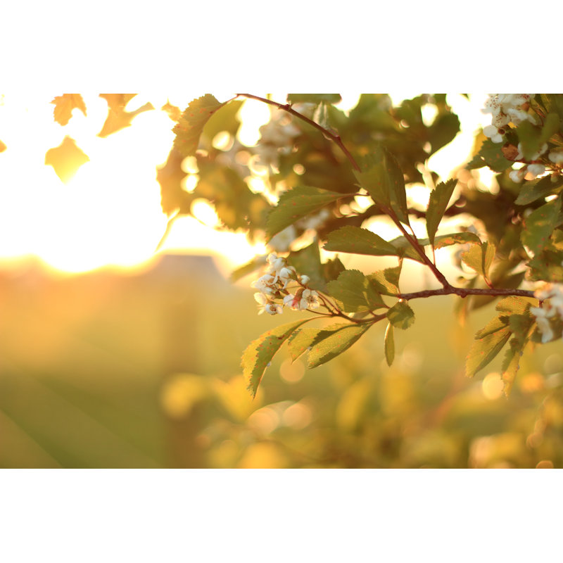 Apple Blossoms at Sunset 1 Piece Wrapped Canvas Wall Art, 51cm H x 76cm W