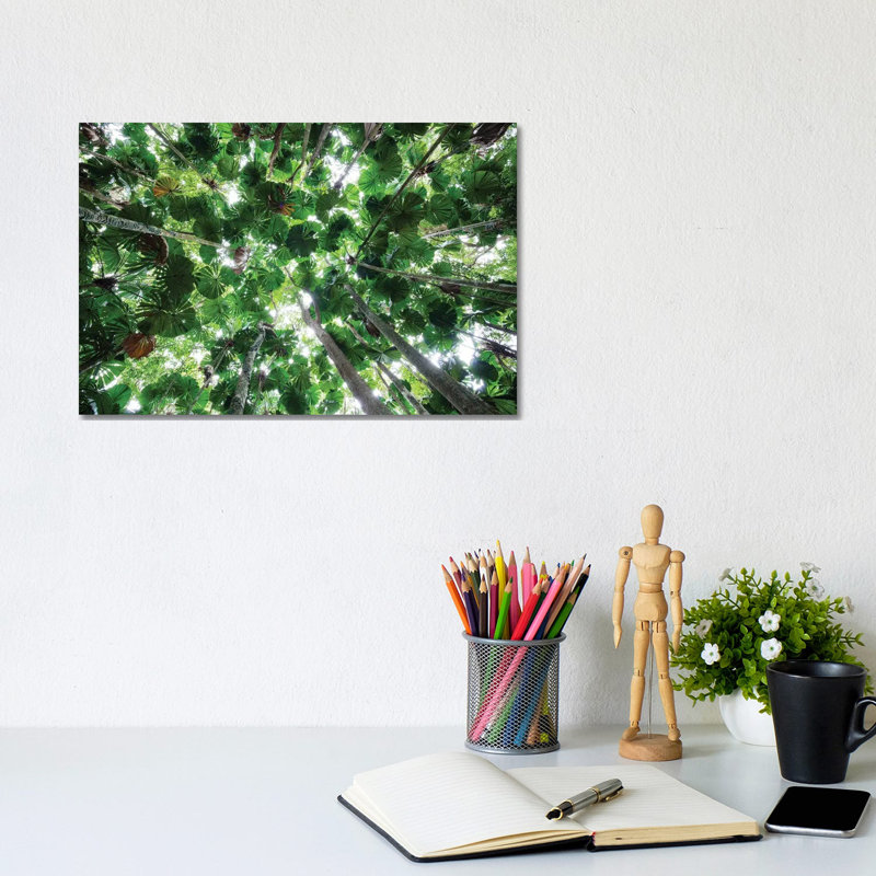 Licuala Fan Palm Canopy, Daintree National Park, Queensland, Australia by Konrad Wothe - Wrapped Canvas Print