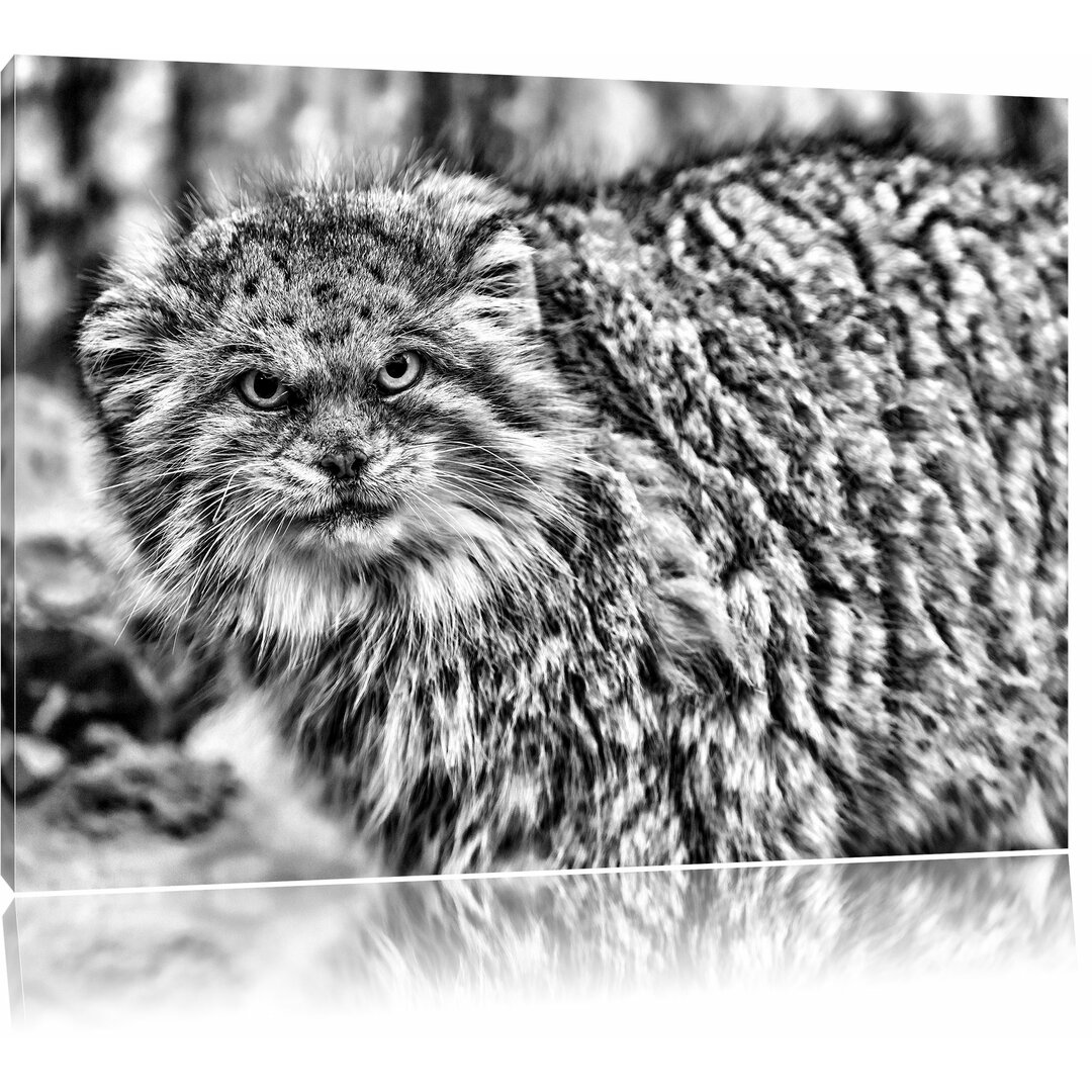 Leinwandbild Wütende Manul in Monochrom