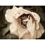«Red Barrel Studio® Perry, Rachel», reproduction d'art sur toile tendue: Golden Era Peony III-666839971