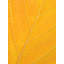 Autumn Leaf Print by Philippe Monthoux-65809704-132457349