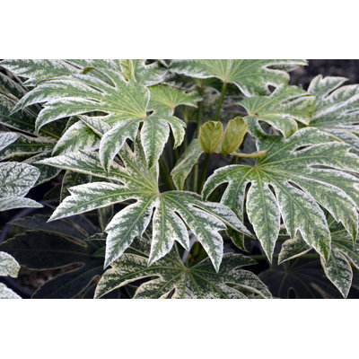 Speckled Spider Web Aralia - Live Plant in a 6 Inch Pot - Fatsia Japonica Spider - Speckled Aralia Indoor Outdoor Fast Growing Hardy Evergreen