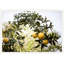 Arc Of Citrus Print by Nathan Turner
