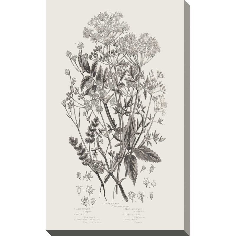 Plantes à fleurs I neutre - Peinture, L 18 po x H 30 po, Toile tendue