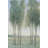 " Tree Grove I " by Timothy O' Toole Painting Print-223319770