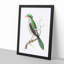 Chinese Roller Bird by George Shaw - Framed Print-55621374-55621376