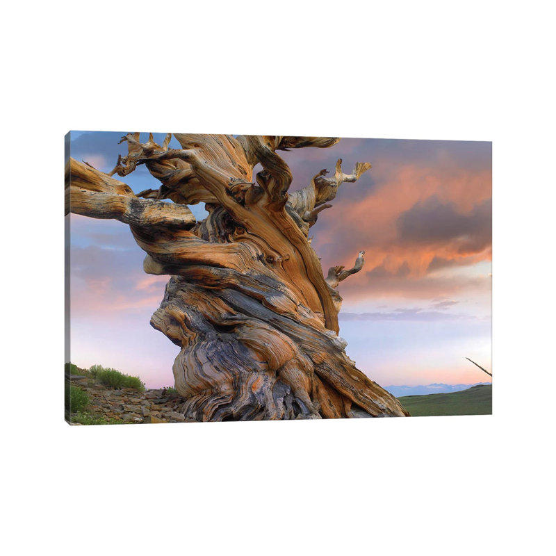 Foxtail Pine Tree, Twisted Trunk Of An Ancient Tree, Sierra Nevada, California III by Tim Fitzharris - Wrapped Canvas Gallery-Wrapped Canvas Giclée