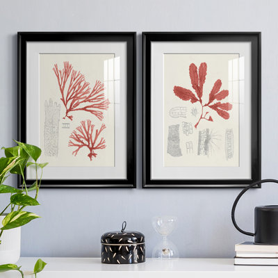 «Vintage Coral Study I», reproduction encadrée de qualité supérieure - prête à être accrochée