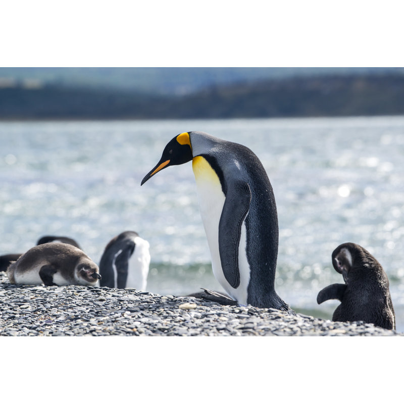 Portrait Of A King Penguin - Wrapped Canvas Print, 81cm H x 122cm W x 3.8cm D